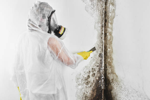 Best Office Mold Removal Services  in Bodega Bay, CA