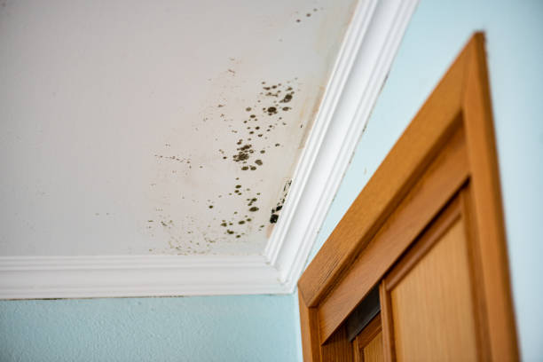 Best Mold Testing  in Bodega Bay, CA