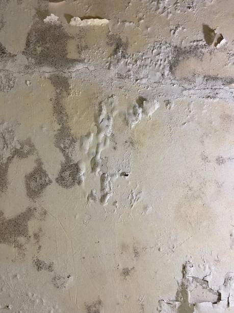 Best Mold Damage Repair  in Bodega Bay, CA