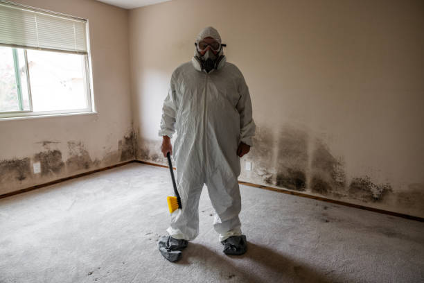 Mold Removal Process in Bodega Bay, CA