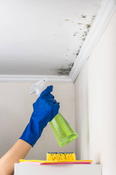 Best Crawl Space Mold Removal  in Bodega Bay, CA